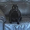 black_cat, cat, pet, animal, leather_couch, furniture, indoor, bow_tie, sitting, black_fur, eyes, cute, mysterious, home, domestic_animal, relaxing, feline, portrait, one_animal, cozy