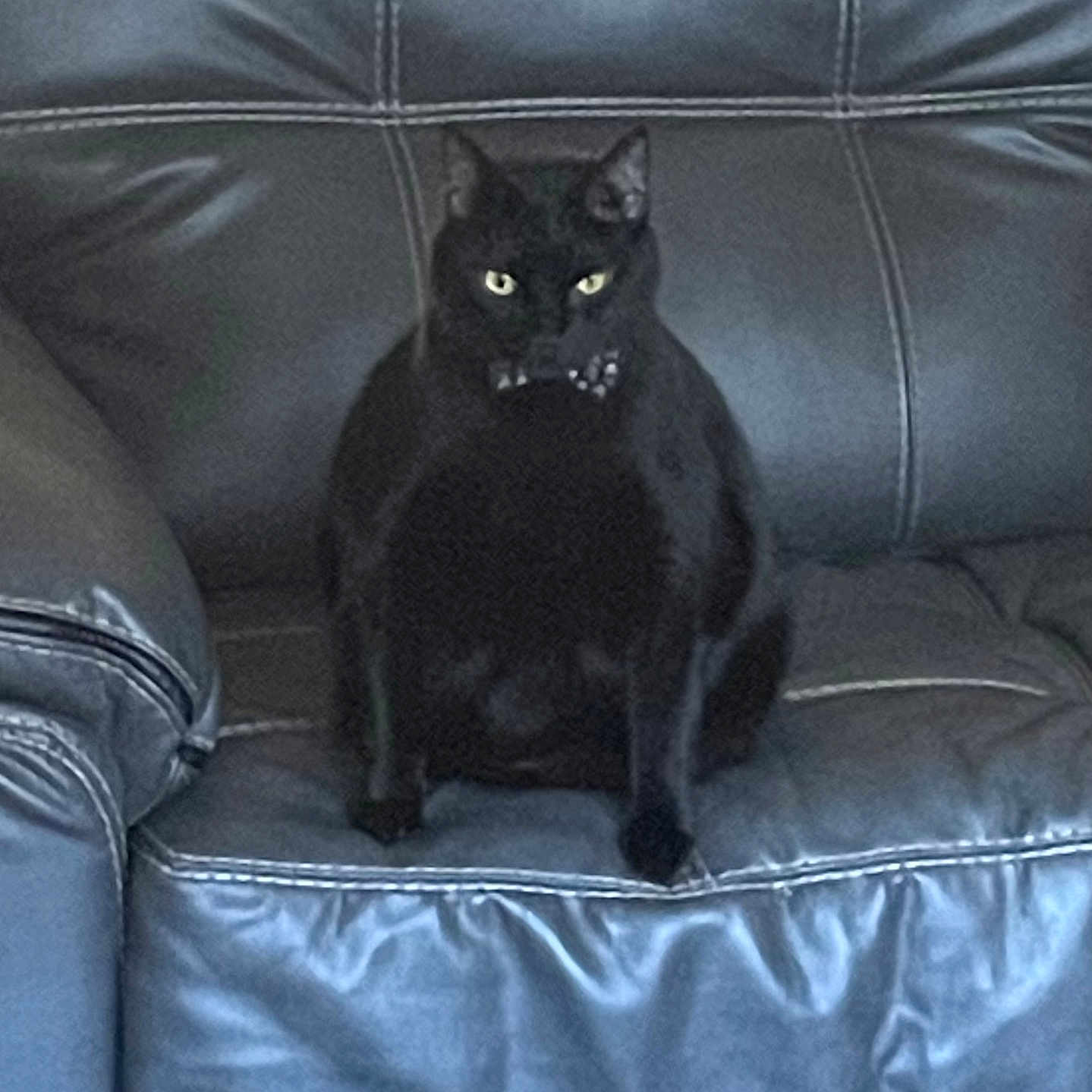 Tyrion is registered to the contest to win money with this photo: black_cat, cat, pet, animal, leather_couch, furniture, indoor, bow_tie, sitting, black_fur, eyes, cute, mysterious, home, domestic_animal, relaxing, feline, portrait, one_animal, cozy
