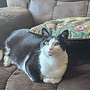 Pickle joined the competition — help win amazing prizes! cat, black_and_white, animal, pet, feline, indoor, cushion, chair, pillow, floral, embroidery, relaxing, fur, whiskers, ears, green_eyes, domestic_animal, resting, comfortable, household