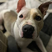 Bella is registered to the contest to win money with this photo: dog, pet, animal, closeup, ears, nose, portrait, indoor, curious, whiskers, brown, white, fur, canine, looking, focus, face, expression, blurry_background, domestic