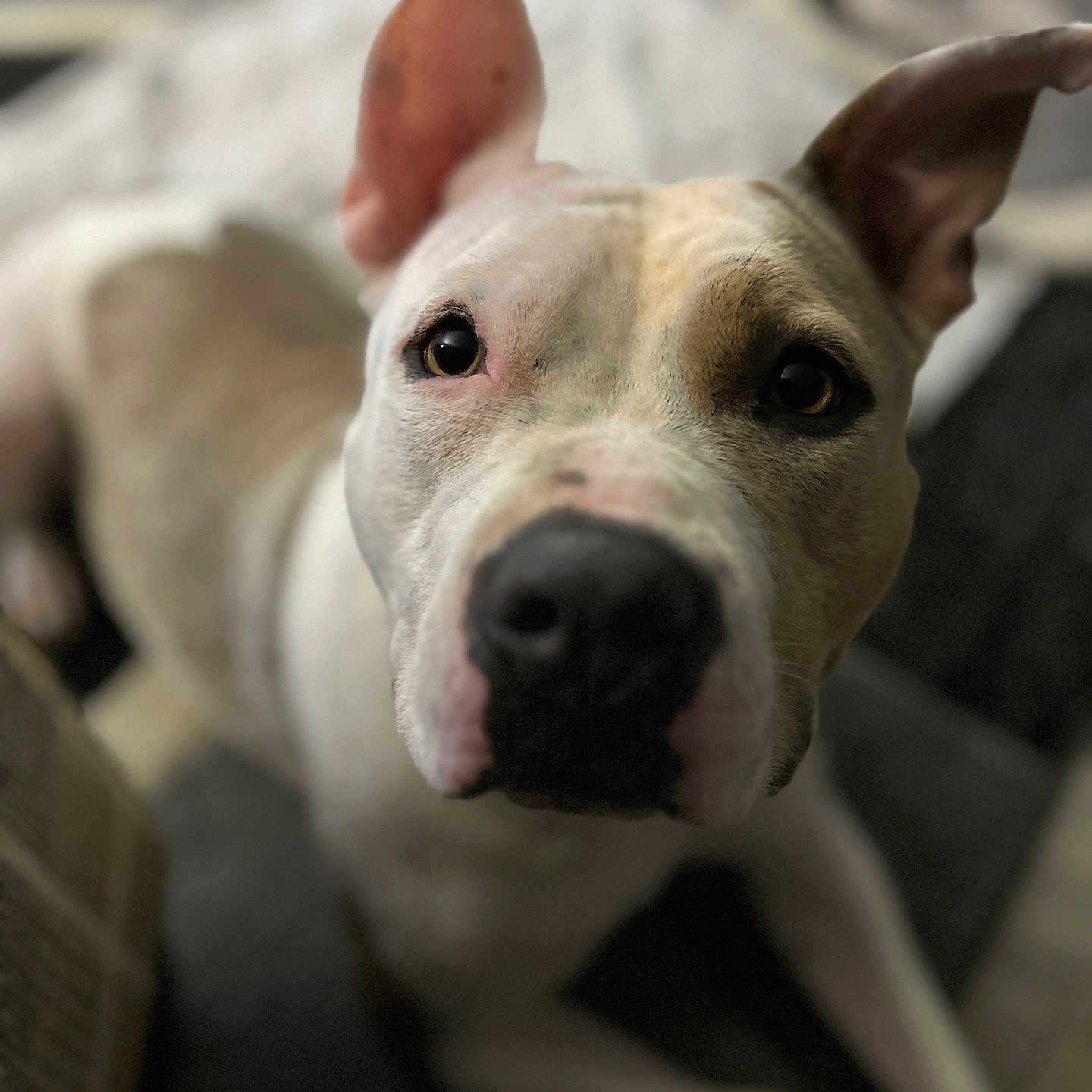 Bella is registered to the contest to win money with this photo: animal, blurry_background, brown, canine, closeup, curious, dog, domestic, ears, expression, face, focus, fur, indoor, looking, nose, pet, portrait, whiskers, white