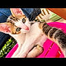 animal, brown_fur, cat, chair, close_up, colorful, ears, green_eyes, greenery, kitten, lounging, outdoor, pet, pink_nose, portrait, sitting, sunlight, tabby, whiskers, white_fur