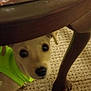 puppy, dog, green_shirt, carpet, table, wooden_table, curious, indoor, pet, animal, floor, close_up, young_dog, brown_leg, domestic, cute, small_dog, looking_up, furniture_leg, canine