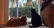 Finn is registered to the contest to win money with this photo: cat, indoor, orange_cat, black_cat, window, glass_door, rug, carpet, furniture, basket, blanket, plant, tree, hedge, outdoor, backyard, pets, animal, domestic, relaxing