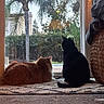 cat, indoor, orange_cat, black_cat, window, glass_door, rug, carpet, furniture, basket, blanket, plant, tree, hedge, outdoor, backyard, pets, animal, domestic, relaxing