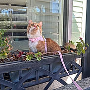 Finn joined the competition — help win amazing prizes! cat, orange_cat, white_cat, pet, harness, leash, flower_box, plants, window, blinds, balcony, patio, curious, outdoor, animal, feline, sitting, looking_up, daylight, reflection