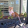 cat, orange_cat, white_cat, pet, harness, leash, flower_box, plants, window, blinds, balcony, patio, curious, outdoor, animal, feline, sitting, looking_up, daylight, reflection