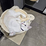 Max is registered to the contest to win money with this photo: animal, blue_eyes, cat, cat_bed, collar, concrete_floor, cozy, cute, ears, feline, floor, fur, home, indoor, pet, playful, relaxed, turtle_shape, whiskers, white_cat