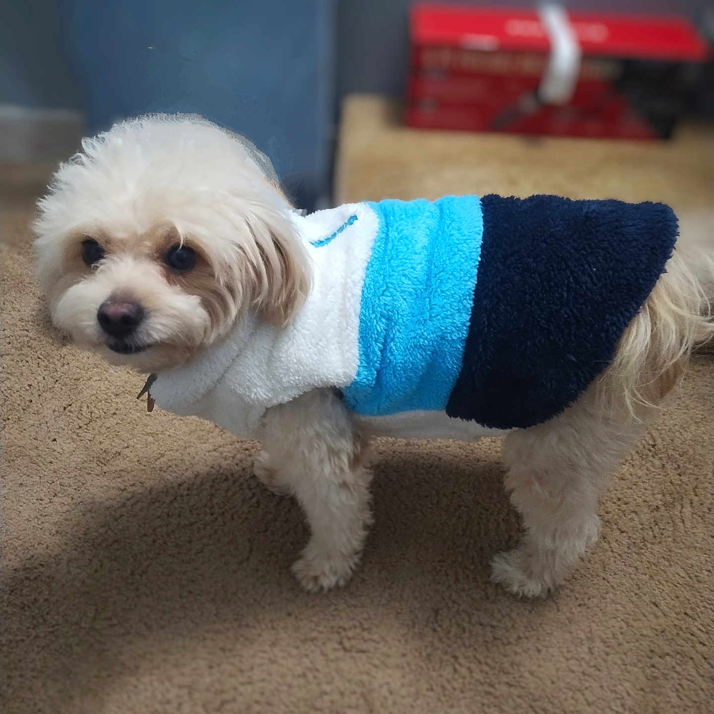 Lucky is registered to the contest to win money with this photo: animal, blurred_background, carpet, companion, cozy, curious, cute, dog, domestic, fleece_jacket, fluffy, friendly, fur, indoor, looking, pet, small_dog, standing, warm_clothing, white_dog