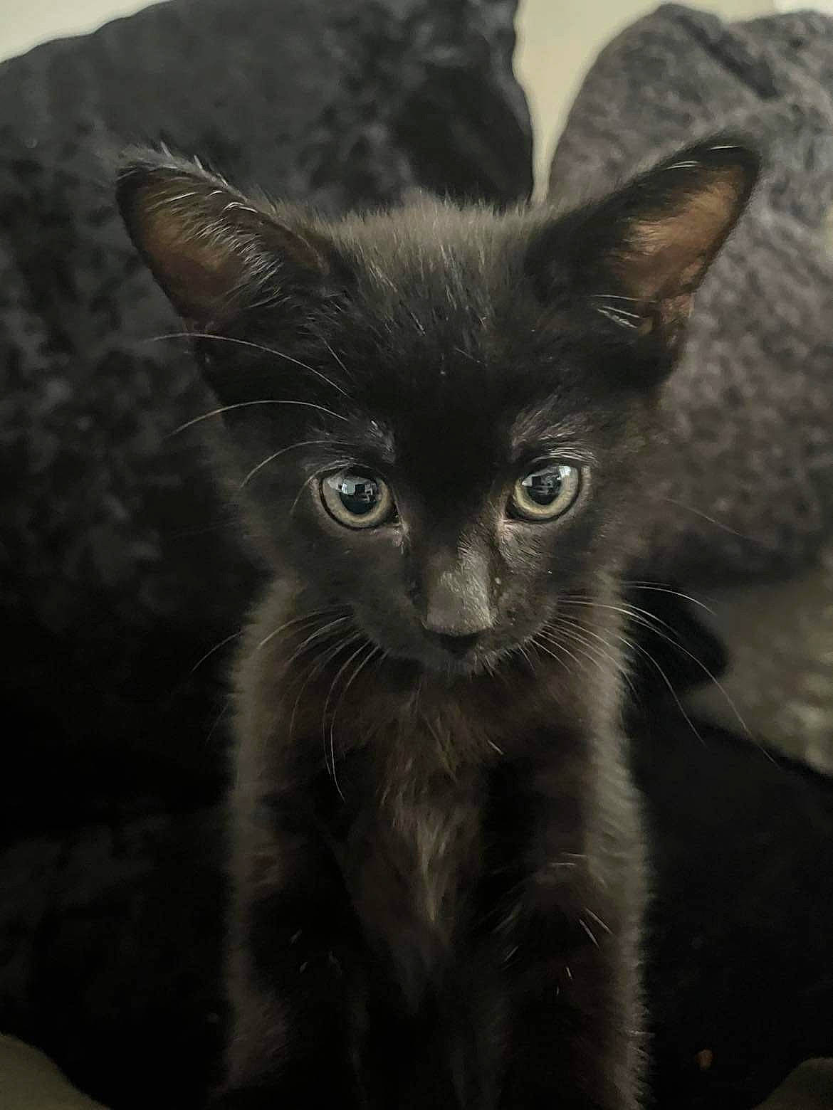 Luna joined the competition — help win amazing prizes! black_cat, carnivore, cat, claw, domestic_short_haired_cat, ear, felidae, fur, small_to_medium_sized_cats, snout, terrestrial_animal, whiskers