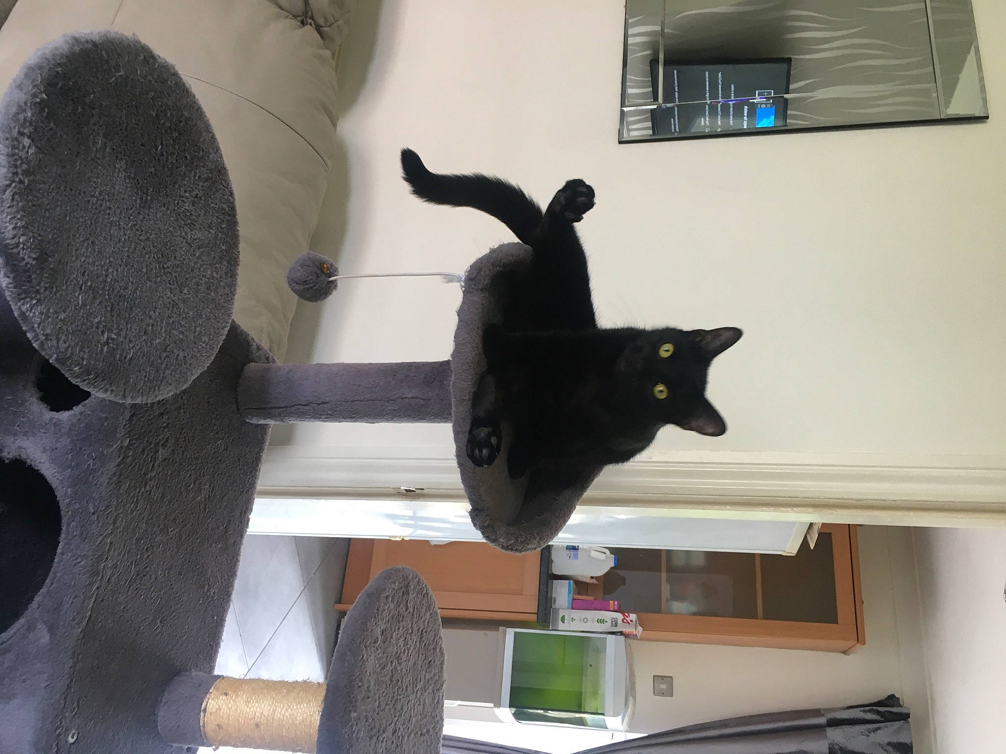 Luna joined the competition — help win amazing prizes! automotive_tire, black_cat, bombay, carnivore, cat, felidae, flooring, houseplant, interior_design, plant, room, sculpture, shelf, shelving, small_to_medium_sized_cats, snapshot, tail, whiskers, window, wood
