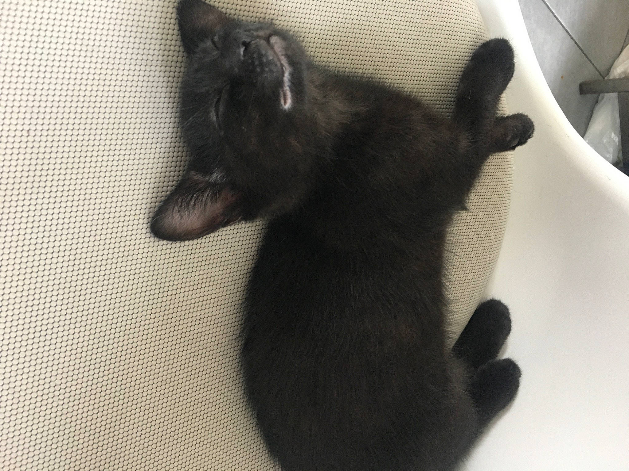 Luna is registered to the contest to win money with this photo: black_cat, carnivore, cat, claw, comfort, dog_breed, domestic_short_haired_cat, ear, felidae, flooring, foot, fur, gesture, grey, paw, small_to_medium_sized_cats, snout, tail, terrestrial_animal, whiskers