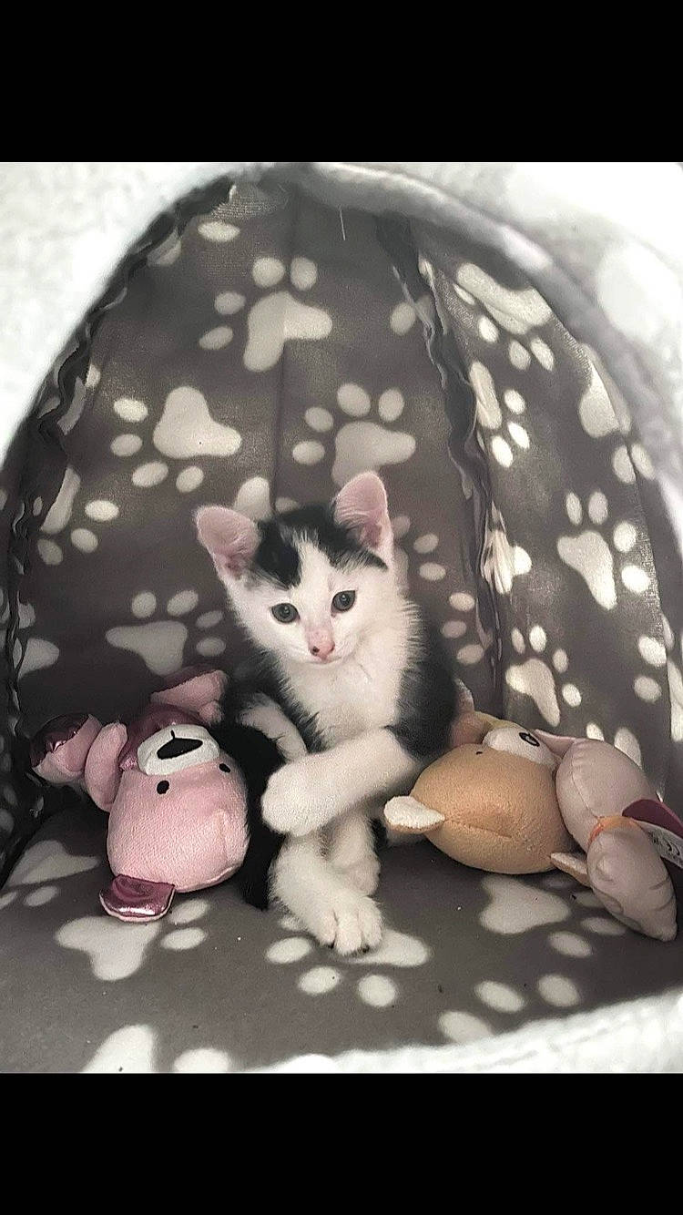 George is registered to the contest to win money with this photo: bedding, carnivore, cat, comfort, domestic_short_haired_cat, felidae, fur, grey, linens, monochrome_photography, pattern, paw, photo_caption, sitting, small_to_medium_sized_cats, style, tail, textile, tree, whiskers