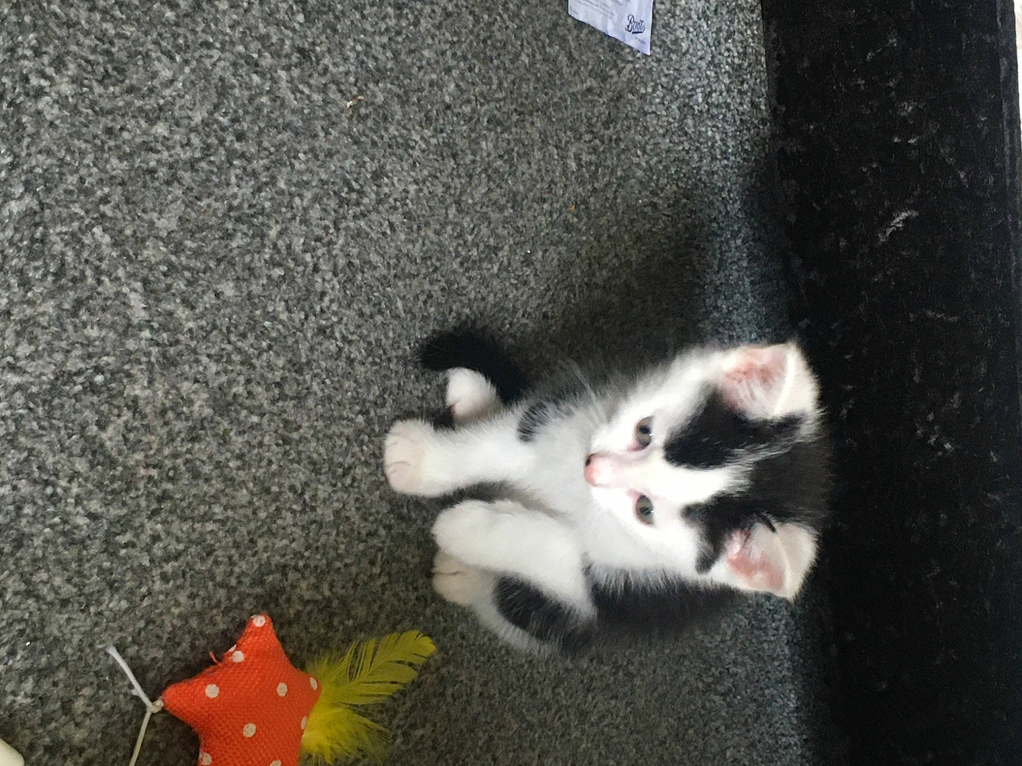 George is registered to the contest to win money with this photo: art, asphalt, carmine, cat, claw, coquelicot, domestic_short_haired_cat, felidae, foot, fur, grass, paw, petal, plant, road_surface, small_to_medium_sized_cats, still_life_photography, tail, whiskers, window