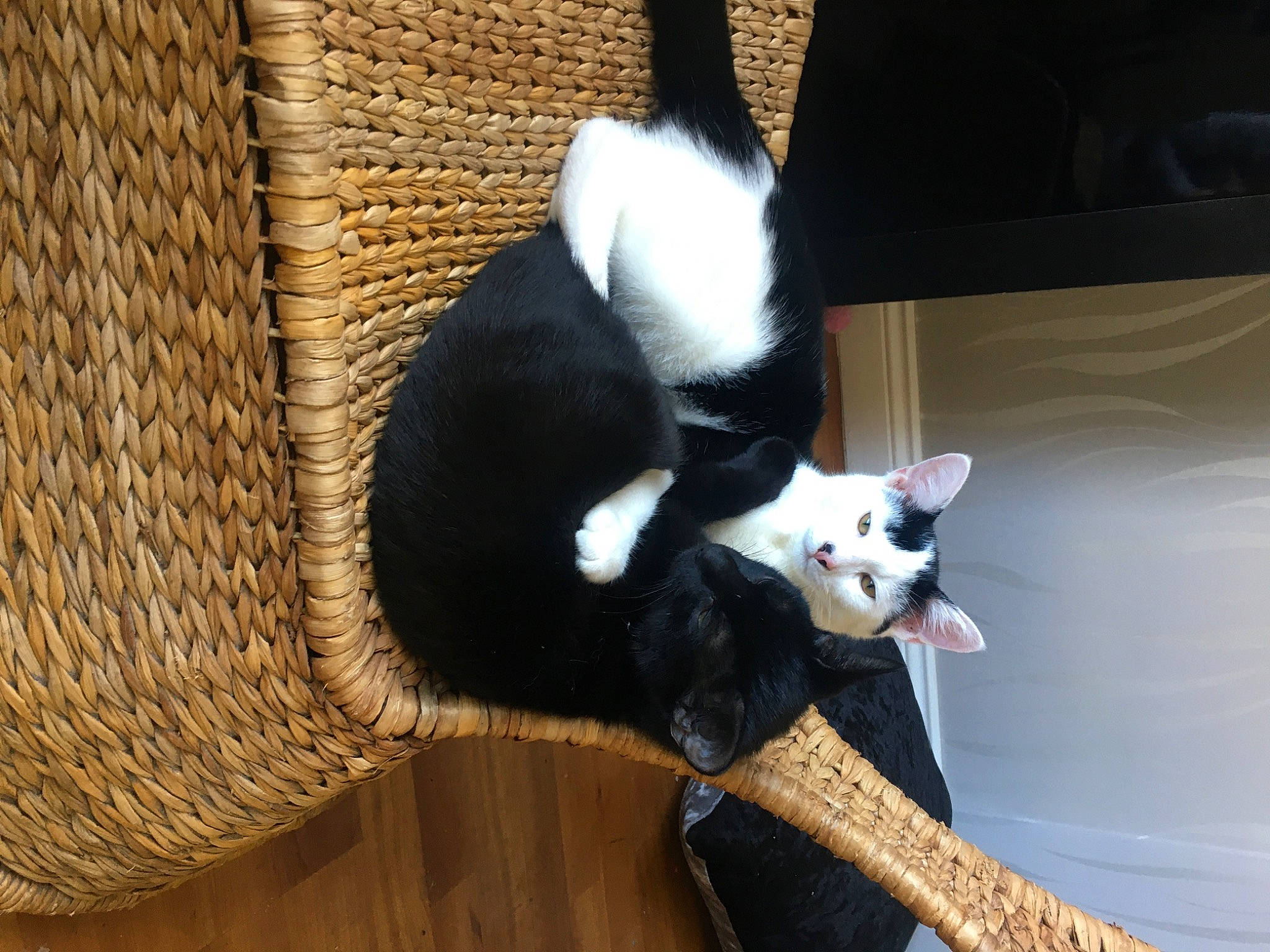 George is registered to the contest to win money with this photo: basket, carnivore, cat, cat_supply, comfort, domestic_short_haired_cat, felidae, fur, guitar, guitar_accessory, musical_instrument, plucked_string_instruments, small_to_medium_sized_cats, string_instrument, string_instrument_accessory, tail, terrestrial_animal, whiskers, wicker, wood