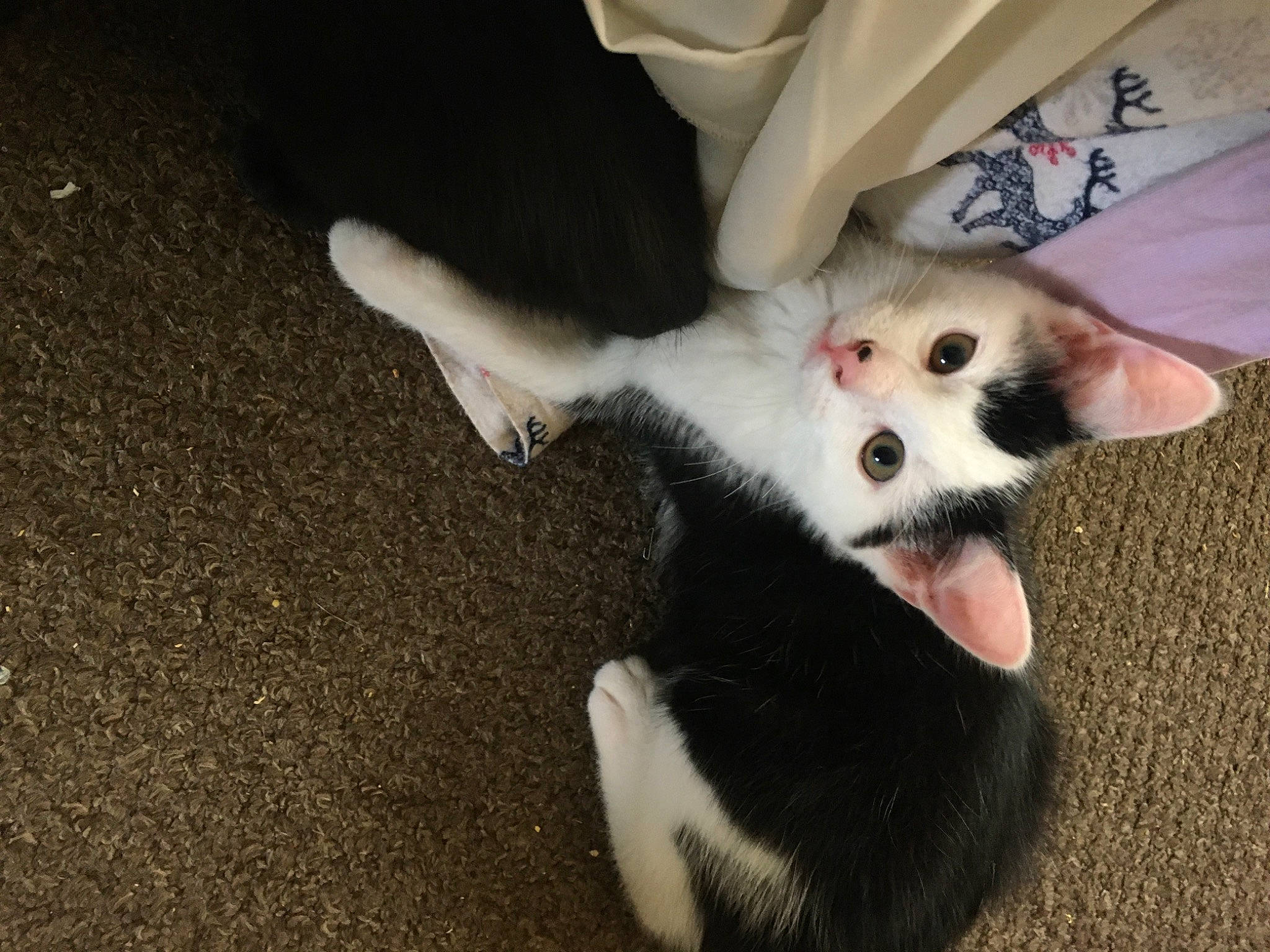 George is registered to the contest to win money with this photo: canidae, carnivore, cat, claw, comfort, companion_dog, dog_breed, domestic_short_haired_cat, fawn, felidae, foot, fur, nail, paw, small_to_medium_sized_cats, sporting_group, tail, toe, toy_dog, whiskers