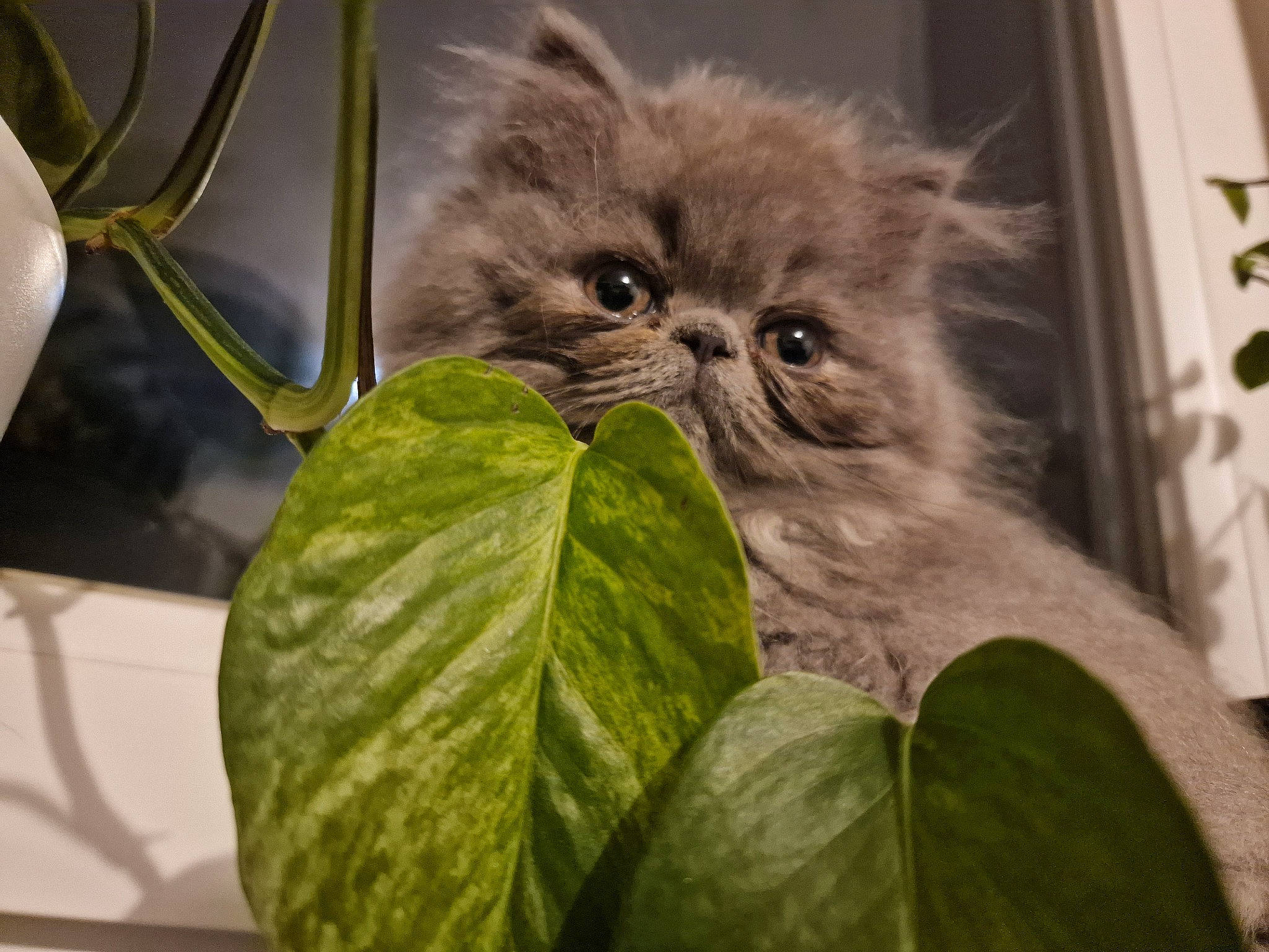Elfi a rejoint le concours — aidez-le/la à gagner de superbes lots ! annual_plant, carnivore, cat, felidae, flowering_plant, fur, persian, plant, small_to_medium_sized_cats, terrestrial_animal, whiskers