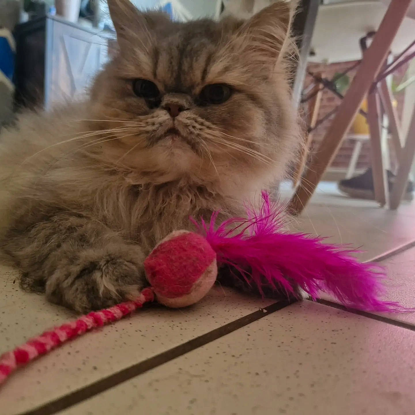 Blue a rejoint le concours — aidez-le/la à gagner de superbes lots ! carnivore, cat, cat_toy, claw, comfort, fawn, felidae, flooring, foot, fruit, fur, magenta, natural_material, paw, persian, small_to_medium_sized_cats, snout, tail, terrestrial_animal, whiskers