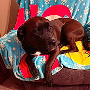 Athena is registered to the contest to win money with this photo: dog, black_dog, blanket, chair, indoor, carpet, relaxed, pet, animal, holiday, snowflake_pattern, furniture, cozy, resting, canine, domestic_animal, portrait, warm_lighting, comfort, household