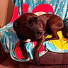 dog, black_dog, blanket, chair, indoor, carpet, relaxed, pet, animal, holiday, snowflake_pattern, furniture, cozy, resting, canine, domestic_animal, portrait, warm_lighting, comfort, household