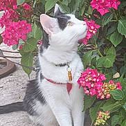 Vilain participe au concours pour gagner de l'argent avec cette photo : cat, black_and_white, pet, flower, pink_flower, bush, leaf, outdoor, nature, animal, fur, whiskers, collar, harness, sitting, curious, concrete, green_leaf, closeup, daylight
