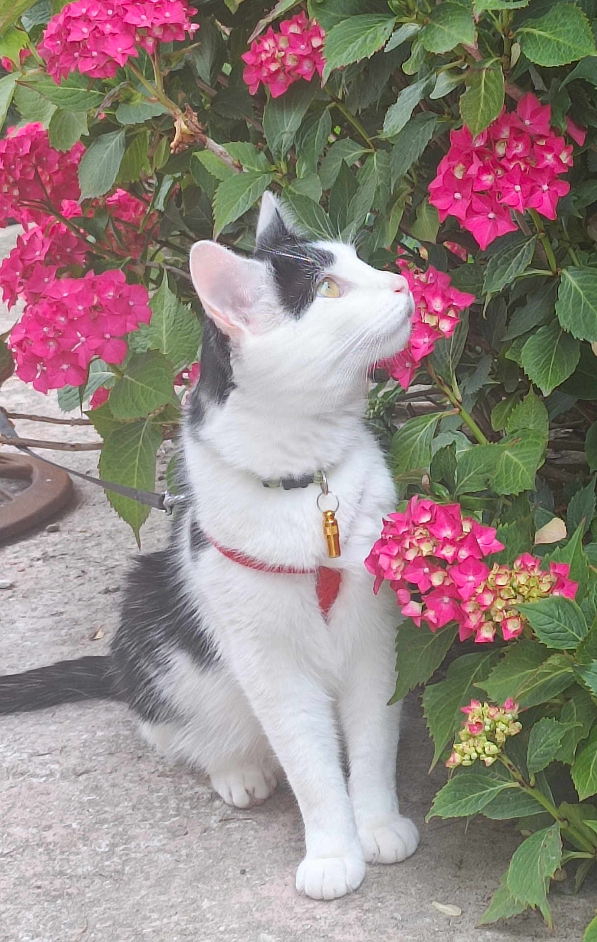 Vilain participe au concours pour gagner de l'argent avec cette photo : cat, black_and_white, pet, flower, pink_flower, bush, leaf, outdoor, nature, animal, fur, whiskers, collar, harness, sitting, curious, concrete, green_leaf, closeup, daylight