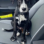 Sirius participe au concours pour gagner de l'argent avec cette photo : puppy, dog, black_and_white, car_interior, car_seat, seatbelt, window, rain, leash, collar, pet, animal, cute, sitting, young_dog, close_up, indoor, vehicle, looking_up, adorable