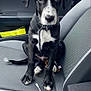 puppy, dog, black_and_white, car_interior, car_seat, seatbelt, window, rain, leash, collar, pet, animal, cute, sitting, young_dog, close_up, indoor, vehicle, looking_up, adorable