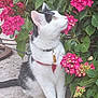 animal, black_and_white, cat, closeup, concrete, curious, daylight, feline, flower, garden, green_leaves, harness, nature, outdoor, pet, pink_flower, plant, side_view, sitting, tag