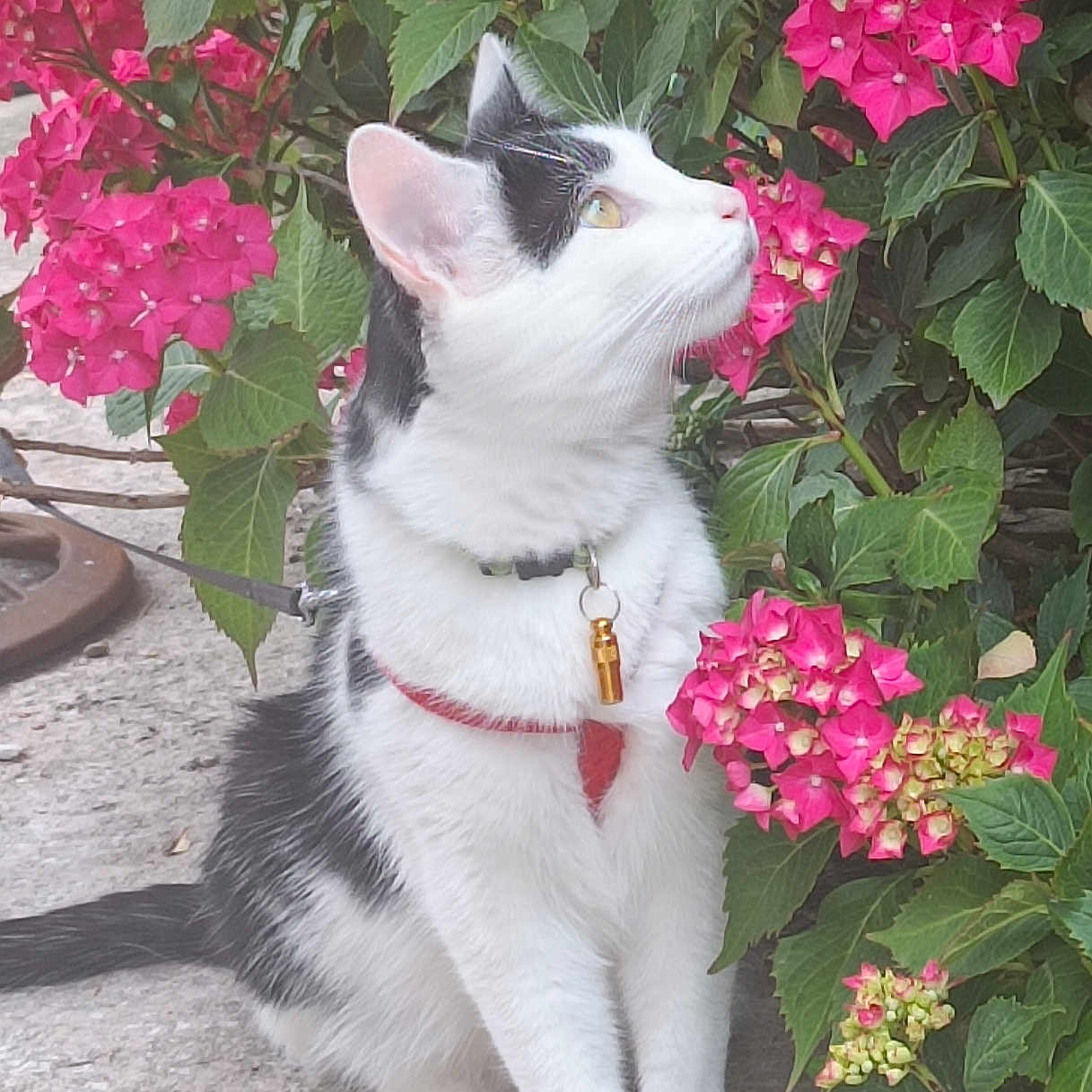 Vilain Ou Chachawète