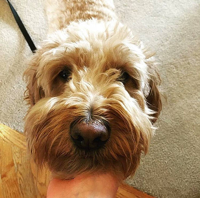 Louie joined the competition — help win amazing prizes! canidae, carnivore, cockapoo, companion_dog, dog, dog_breed, dutch_smoushond, glen_of_imaal_terrier, havanese, irish_soft_coated_wheaten_terrier, mammal, norfolk_terrier, petit_basset_griffon_vendeen, rare_breed_dog, schnoodle, small_terrier, sporting_group, sporting_lucas_terrier, terrier, vertebrate