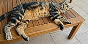 Gluglue a rejoint le concours — aidez-le/la à gagner de superbes lots ! cat, tabby_cat, wooden_table, outdoor, relaxed, pet, feline, striped, fur, animal, sunlight, patio, tile_floor, resting, domestic_cat, whiskers, ears, four_legs, tail, nature