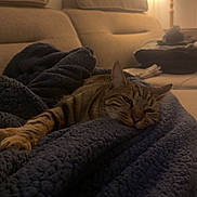 Gluglue participe au concours pour gagner de l'argent avec cette photo : cat, tabby_cat, blanket, couch, lamp, indoor, cozy, relaxing, furniture, pet, fur, striped, resting, warm_light, home, domestic_animal, sleepy, soft_texture, living_room, comfort
