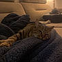 cat, tabby_cat, blanket, couch, lamp, indoor, cozy, relaxing, furniture, pet, fur, striped, resting, warm_light, home, domestic_animal, sleepy, soft_texture, living_room, comfort