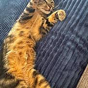 Gluglue a rejoint le concours — aidez-le/la à gagner de superbes lots ! cat, tabby, stretching, sleeping, relaxed, feline, pet, animal, fur, whiskers, paw, bed, blanket, texture, striped, cozy, indoors, resting, cute, comfort
