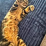 Gluglue a rejoint le concours — aidez-le/la à gagner de superbes lots ! animal, bed, blanket, cat, comfort, cozy, cute, feline, fur, indoors, paw, pet, relaxed, resting, sleeping, stretching, striped, tabby, texture, whiskers