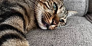 Gluglue participe au concours pour gagner de l'argent avec cette photo : animal, cat, close_up, couch, cozy, cute, domestic_cat, feline, fur, gray_fabric, indoor, mammal, paw, pet, relaxing, resting, sleepy, striped_fur, tabby_cat, whiskers