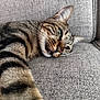 Gluglue participe au concours pour gagner de l'argent avec cette photo : tabby_cat, cat, pet, feline, whiskers, paw, couch, gray_fabric, relaxing, close_up, indoor, striped_fur, sleepy, fur, animal, mammal, resting, domestic_cat, cute, cozy