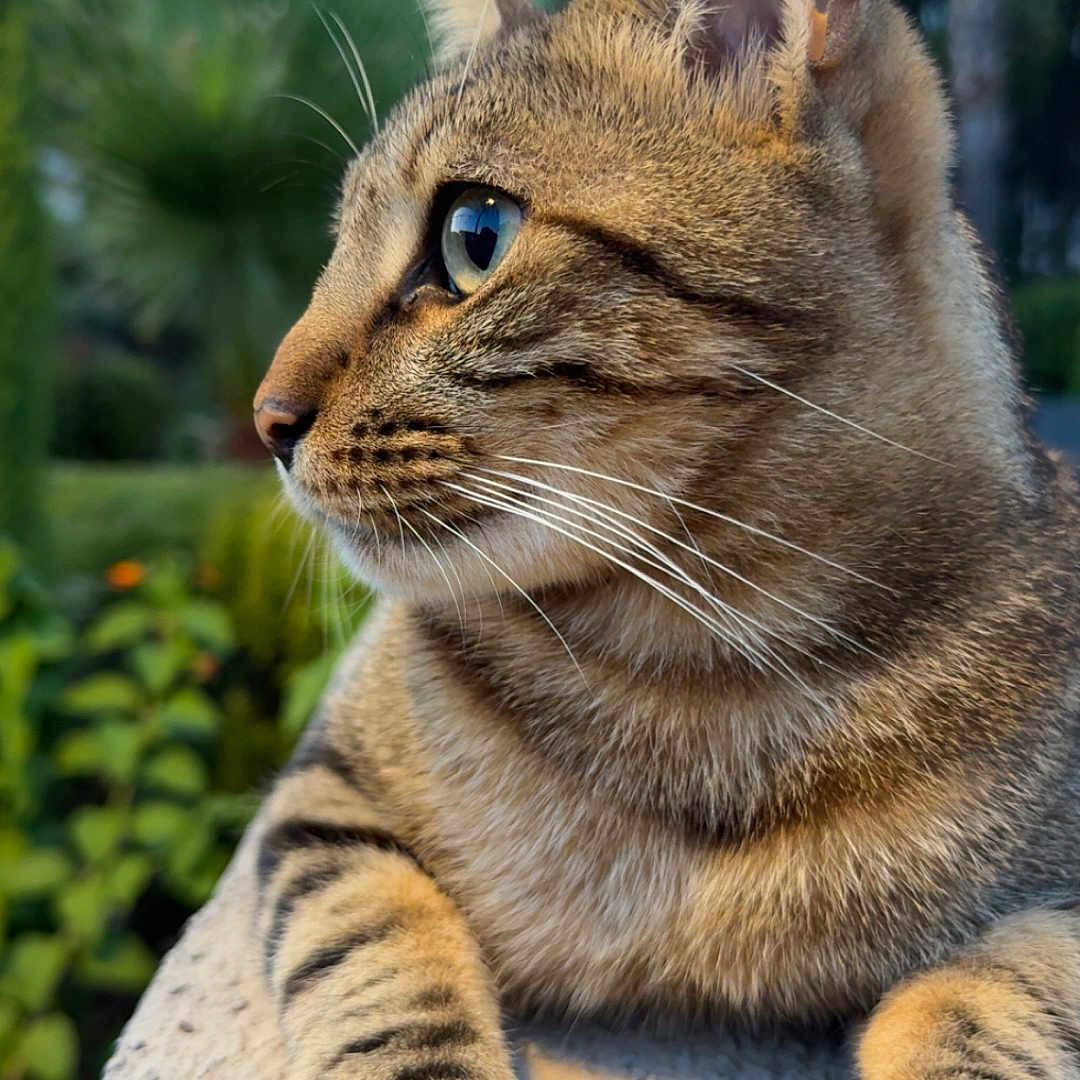 Gluglue participe au concours pour gagner de l'argent avec cette photo : animal, cat, close_up, daylight, feline, focus, fur, garden, greenery, mammal, nature, outdoor, paw, pet, profile, relaxed, tabby, texture, whiskers, wildlife