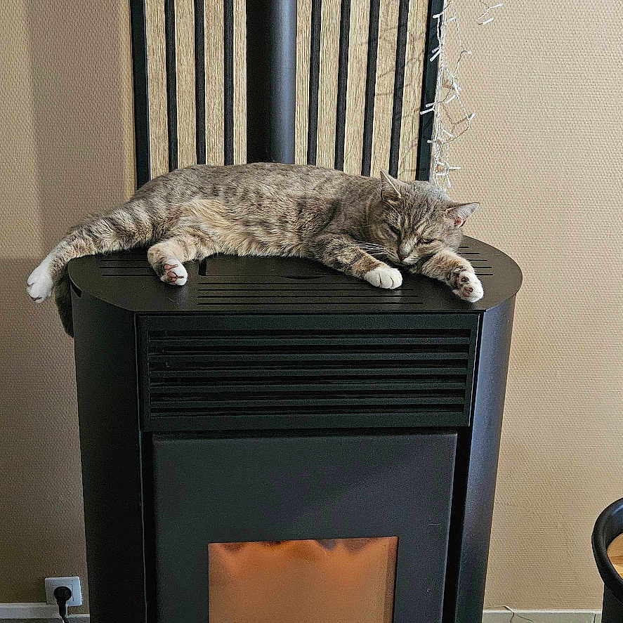 Miya a rejoint le concours — aidez-le/la à gagner de superbes lots ! animal, cat, cozy, domestic, fairy_lights, feline, fireplace, floor, home, indoor, pet, power_outlet, relaxed, resting, stove, tabby_cat, tile_floor, wall, warm, wooden_slats