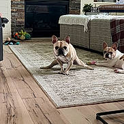 Maverick is registered to the contest to win money with this photo: dog, french_bulldog, pet, indoor, living_room, rug, stretching, relaxed, toy, couch, floor, wood_floor, home_decor, plant, fireplace, blanket, furniture, cute, animal, companion