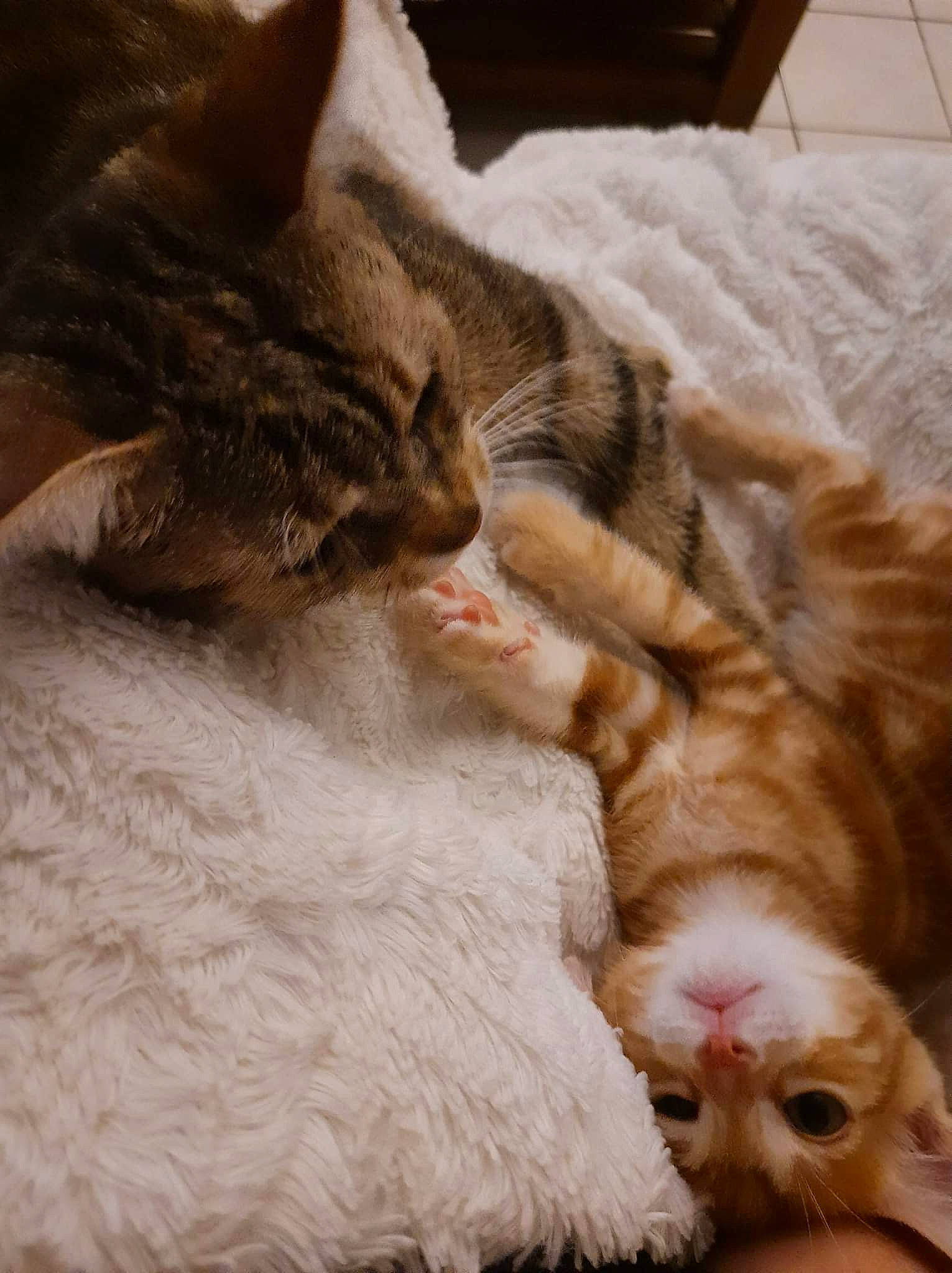 Ruby a rejoint le concours — aidez-le/la à gagner de superbes lots ! carnivore, cat, claw, comfort, domestic_short_haired_cat, fawn, felidae, foot, fur, linens, nap, paw, small_to_medium_sized_cats, tail, toe, whiskers