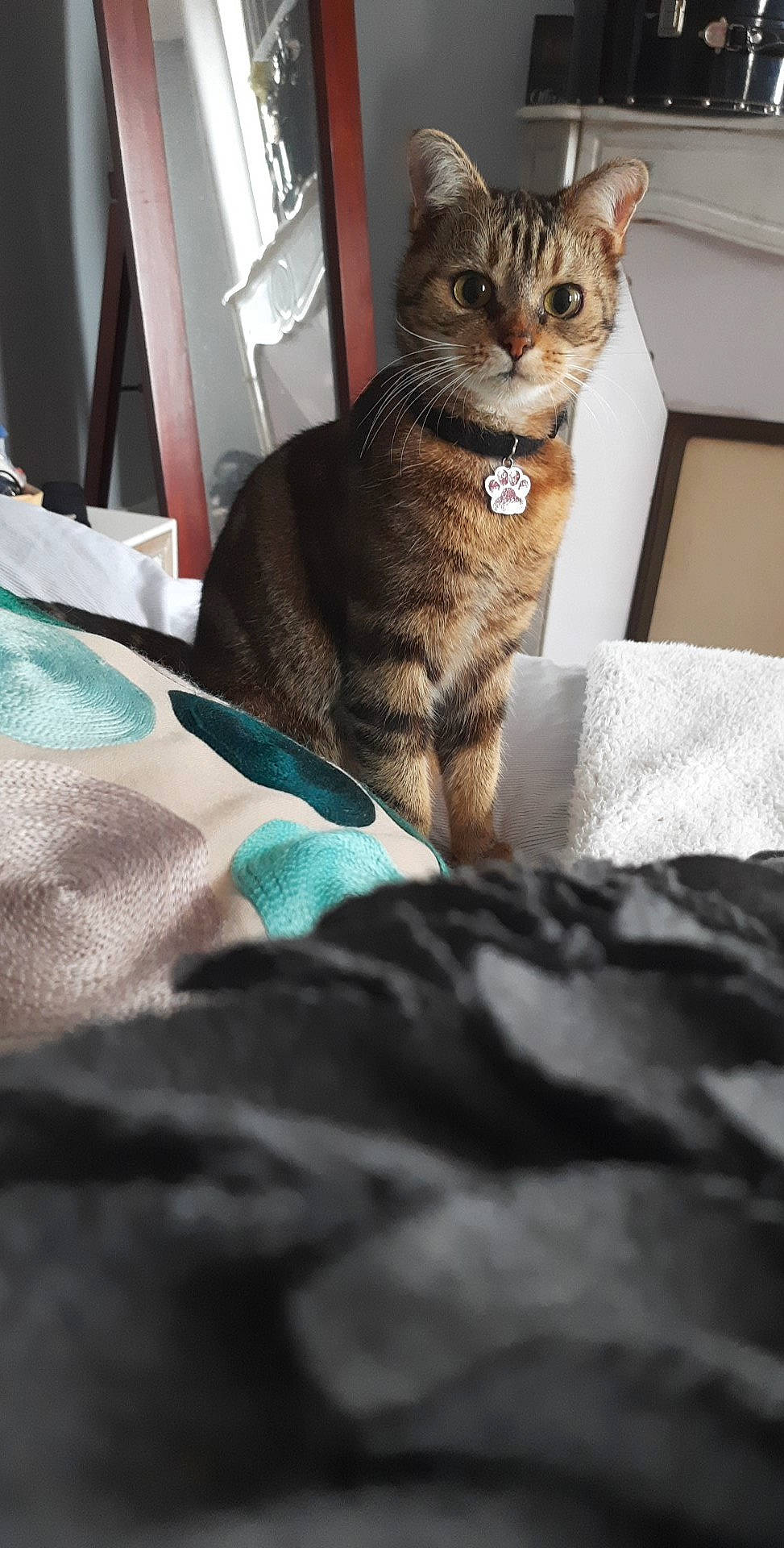 Ruby a rejoint le concours — aidez-le/la à gagner de superbes lots ! bed, bedding, carnivore, cat, cat_supply, comfort, domestic_short_haired_cat, door, eye, fawn, felidae, fur, linens, sitting, small_to_medium_sized_cats, snout, tail, terrestrial_animal, tree, whiskers