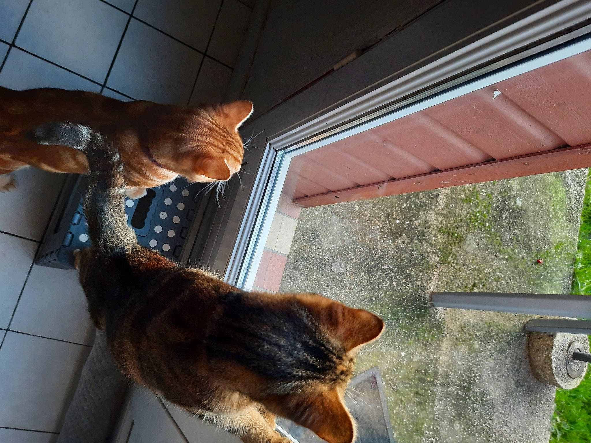 Bibou a rejoint le concours — aidez-le/la à gagner de superbes lots ! animal_shelter, canidae, carnivore, cat, dog_breed, domestic_short_haired_cat, fawn, felidae, fur, line, pet_supply, plant, room, small_to_medium_sized_cats, snout, sporting_group, tail, whiskers, window, wood