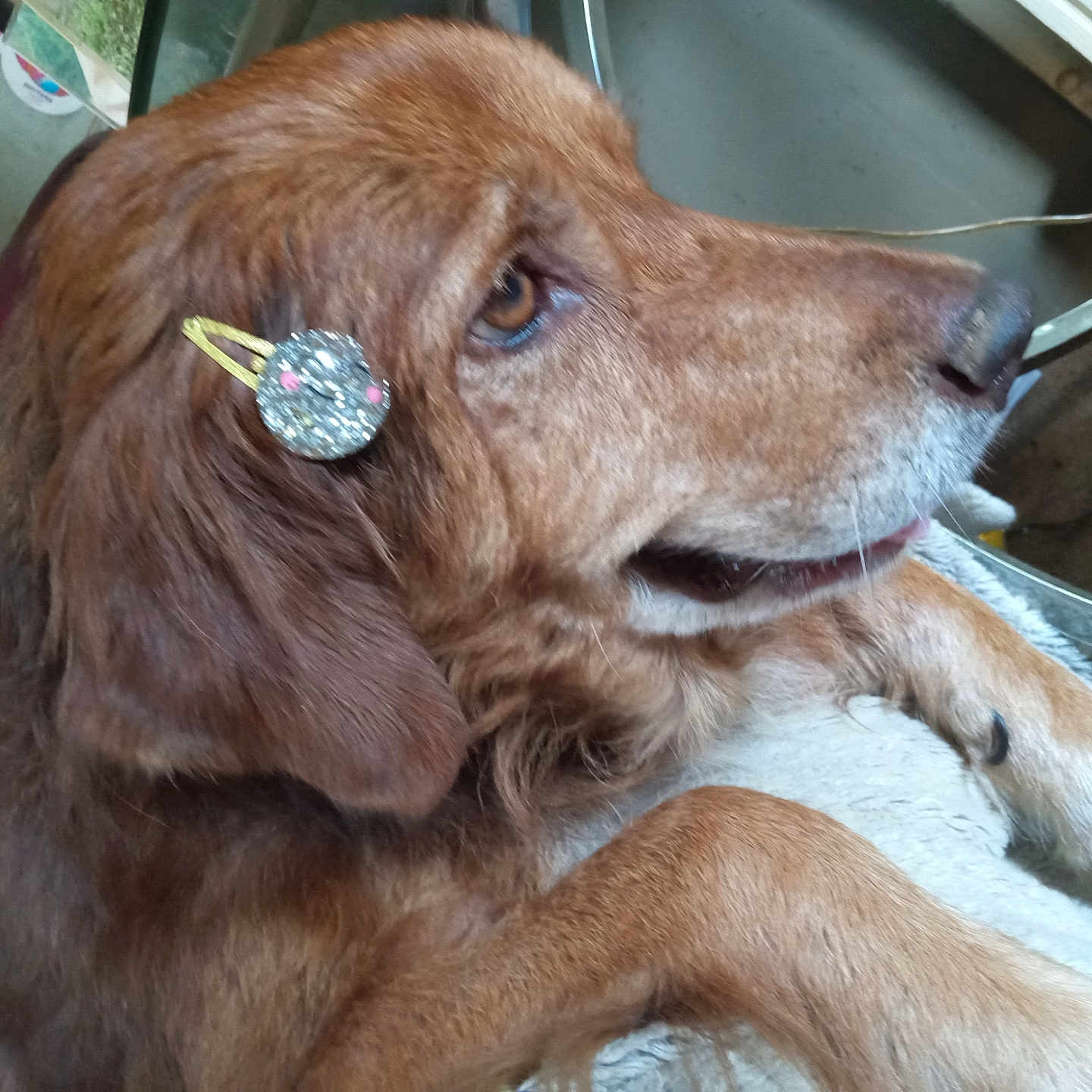 Sally joined the competition — help win amazing prizes! accessories, animal, belt, canine, cockerspaniel, collar, couch, diamond, dog, furniture, gemstone, goldenretriever, hound, jewelry, labradorretriever, person, pet, puppy, ring, wristwatch