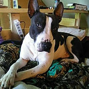 Patches is registered to the contest to win money with this photo: animal, bed, black_and_white, blanket, canine, comfortable, cozy, curious, dog, domestic, ears, fur, indoor, looking, muzzle, paw, pet, pillow, resting, sitting