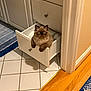 cat, drawer, toilet_paper, bathroom, tile_floor, wood_floor, cabinet, furniture, pet, fluffy, curious, indoor, home, animal, cute, brown_cat, eyes, paws, resting, funny