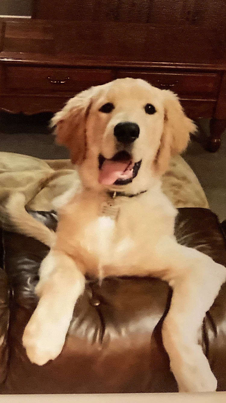 Biscuit joined the competition — help win amazing prizes! cabinetry, carnivore, chest_of_drawers, companion_dog, dog, dog_breed, dog_collar, dog_supply, drawer, fawn, floor, flooring, happy, hardwood, pet_supply, snout, sporting_group, tail, wood, working_animal