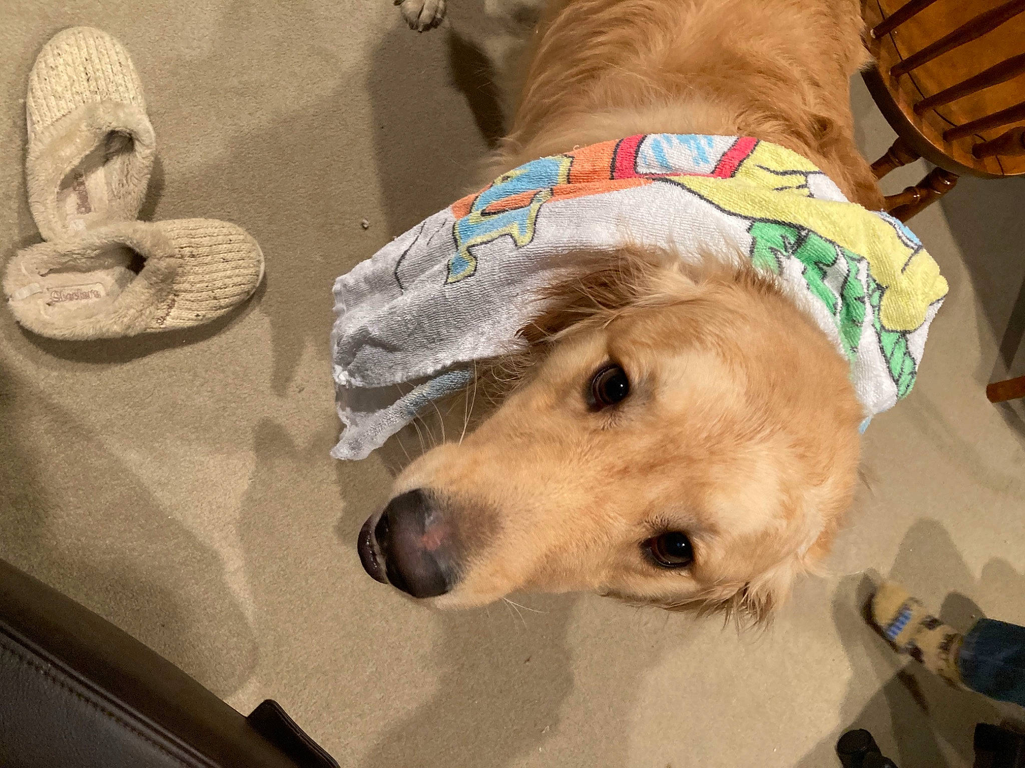 Biscuit is registered to the contest to win money with this photo: canidae, carnivore, collar, comfort, companion_dog, dog, dog_breed, dog_clothes, dog_collar, dog_supply, fawn, fur, leash, mammal, pet_supply, snout, sporting_group, vertebrate, whiskers, working_animal