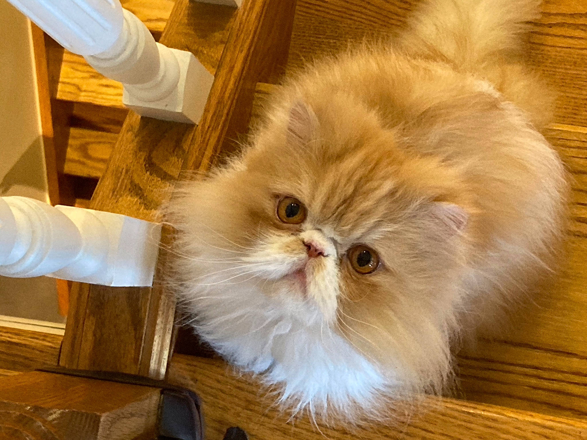 Ollie is registered to the contest to win money with this photo: carnivore, cat, claw, companion_dog, fawn, felidae, flooring, fur, hardwood, paw, persian, small_to_medium_sized_cats, snout, tail, varnish, whiskers, wood, wood_stain